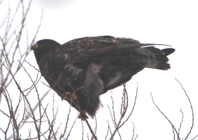 Rough-legged Hawk; dark morph 