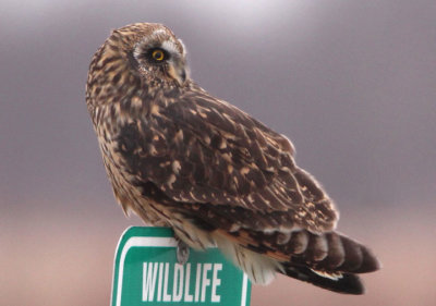 Short-eared Owl