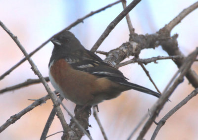 Spotted Towhee; female