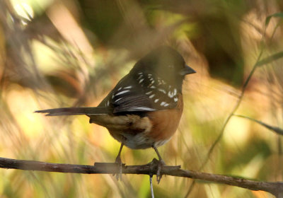 Spotted Towhee; male 