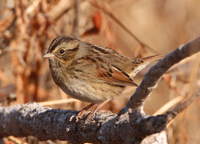 Swamp Sparrow; basic