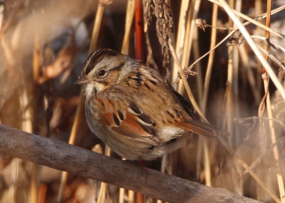 Swamp Sparrow; basic