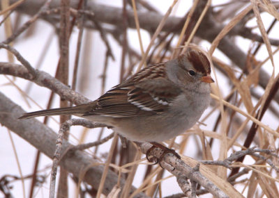 White-crowned Sparrow; immature 