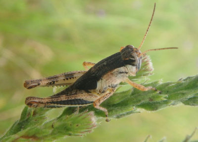 Melanoplus keeleri; Keeler's Spur-throat Grasshopper