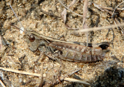 Ageneotettix deorum; White-whiskered Grasshopper; female