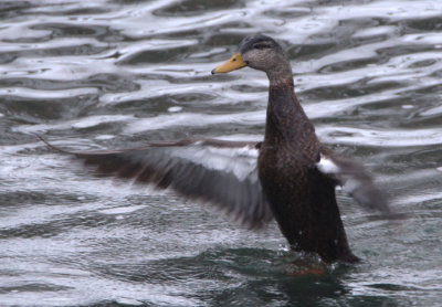 American Black Duck; male 