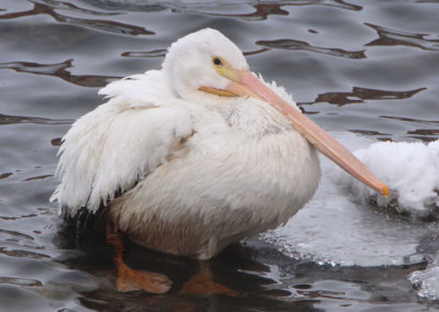 American White Pelican; basic