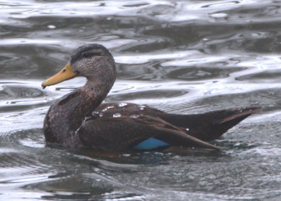 American Black Duck; male