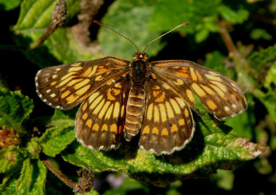 Chlosyne theona; Theona Checkerspot 