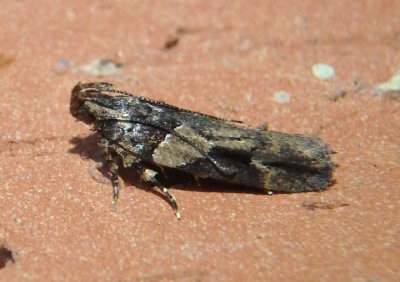 1914 - Friseria acaciella; Twirler Moth species