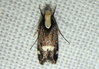 2092 - Chionodes mariona; Twirler Moth species 