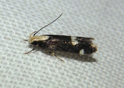 2092 - Chionodes mariona; Twirler Moth species