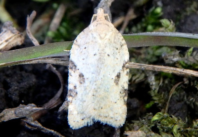 3523 - Acleris cornana; Tortricid Moth species