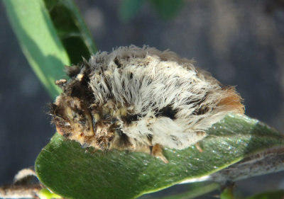 4647 - Megalopyge opercularis; Southern Flannel Moth caterpillar
