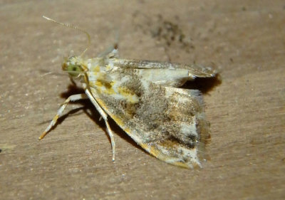 4871 - Glaphyria basiflavalis; Basal-dash Glaphyria Moth 
