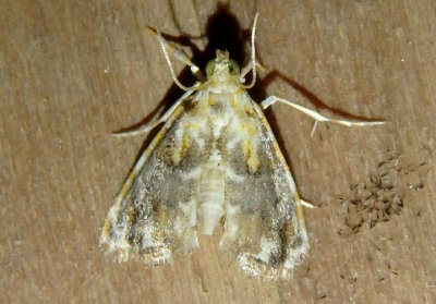 4871 - Glaphyria basiflavalis; Basal-dash Glaphyria Moth