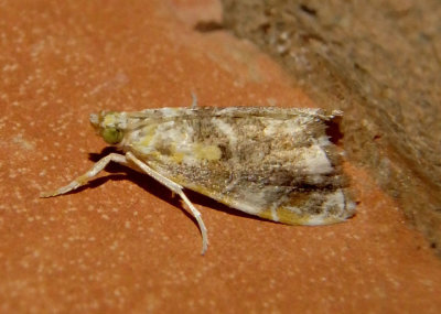 4871 - Glaphyria basiflavalis; Basal-dash Glaphyria Moth