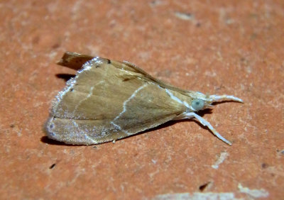 4872 - Glaphyria peremptalis; Crambid Snout Moth species