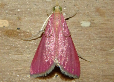 5037 - Pyrausta inornatalis; Inornate Pyrausta Moth