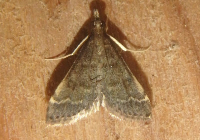 5178  Steniodes mendica; Pyralid Moth species 