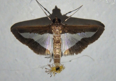 5206 - Diaphania infimalis; Crambid Snout Moth species