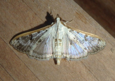 5220 - Palpita atrisquamalis; Gracile Palpita Moth