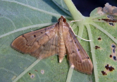 5272 - Herpetogramma bipunctalis; Southern Beet Webworm Moth