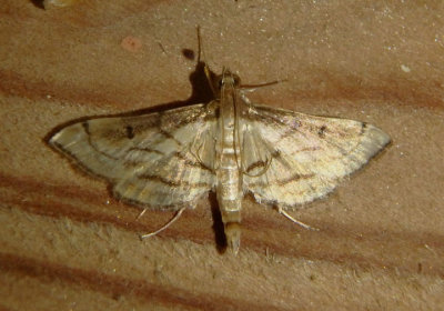 5288 - Cnaphalocrocis trapezalis; Trapeze Moth
