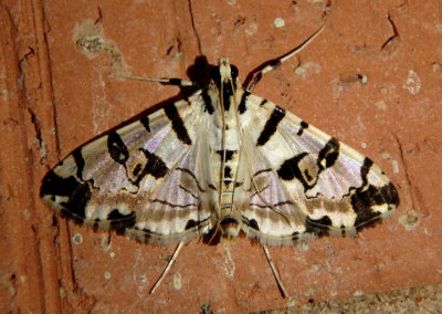 5291 - Conchylodes salamisalis; Blush Conchylodes Moth 