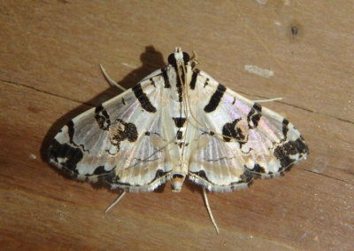 5291 - Conchylodes salamisalis; Blush Conchylodes Moth