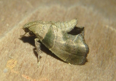 5558 - Tosale aucta; Pyralid Moth species; female