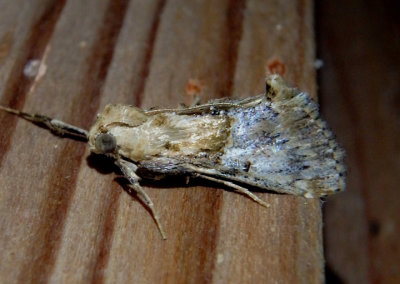 5587 - Cacozelia elegans; Pyralid Moth species