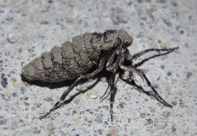 6662 - Paleacrita vernata; Spring Cankerworm Moth; female