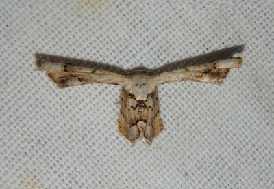 7652 - Antiplecta triangularis; Scoopwing Moth species