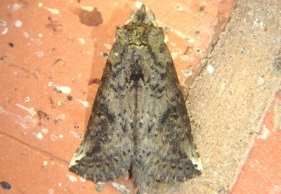 7950.1 - Elasmia mandela; Prominent Moth species