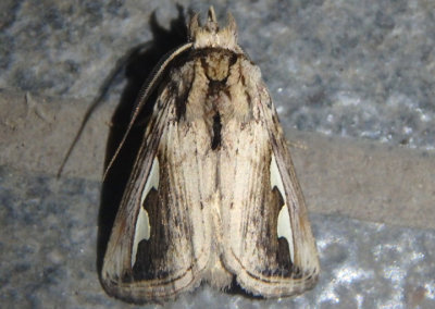 7961 - Didugua argentilinea; Silvered Prominent