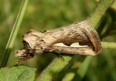 7961 - Didugua argentilinea; Silvered Prominent