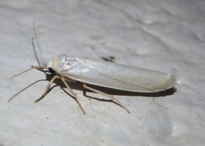 8048-8052 - Crambidia Lichen Moth species