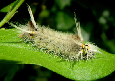 8205.1 - Halysidota schausi; Schaus' Tussock Moth caterpillar