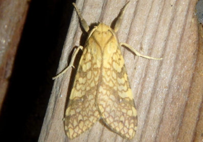 8216 - Lophocampa annulosa; Santa Ana Tussock Moth 