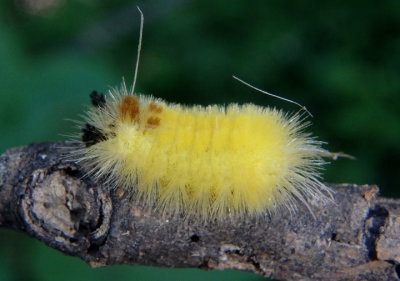 8216 - Lophocampa annulosa; Santa Ana Tussock Moth caterpillar