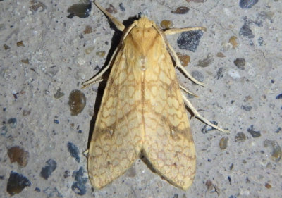 8216 - Lophocampa annulosa; Santa Ana Tussock Moth
