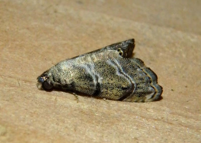 8438 - Abablemma bilineata; Owlet Moth species