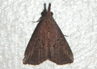 8457 - Hypena minualis; Sooty Hypena 