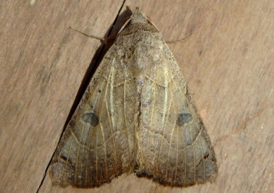 8498 - Isogona scindens; Owlet Moth species