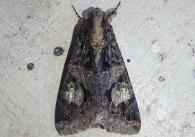 8604 - Melipotis famelica; Owlet Moth species