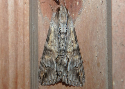 8610 - Melipotis acontioides; Royal Poinciana Moth 