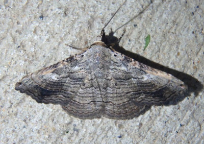 8650 - Tyrissa multilinea; Owlet Moth species