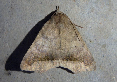 8656 - Bendisodes aeolia; Owlet Moth species