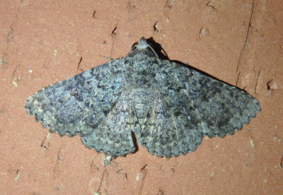 8679-8680 - Matigramma Owlet Moth species